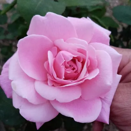 I Giardini Di Palazzo Ducale